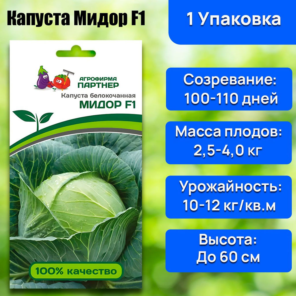 Капуста белокочанная среднепоздняя Мидор - Партнер фото 2
