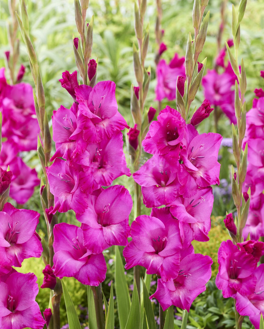 ГЛАДИОЛУС Аврора Разбор 10/12 Кол-во упак., шт 8