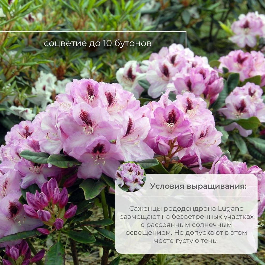 Рододендрон Lugano (Лугано) - Долина роз фото 4