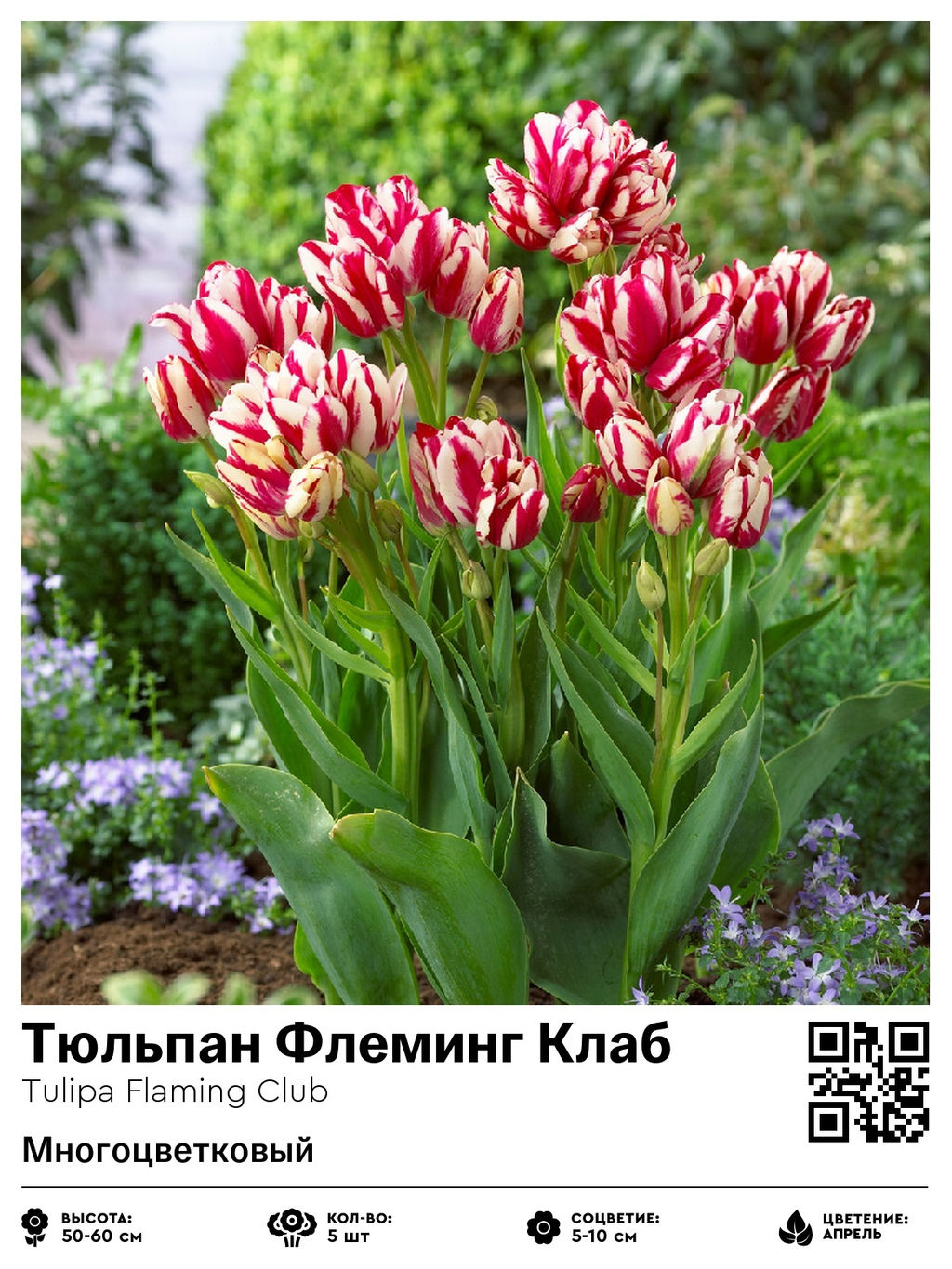 Тюльпан Flaming Club (Многоцветковый) - Голландские луковицы фото 2