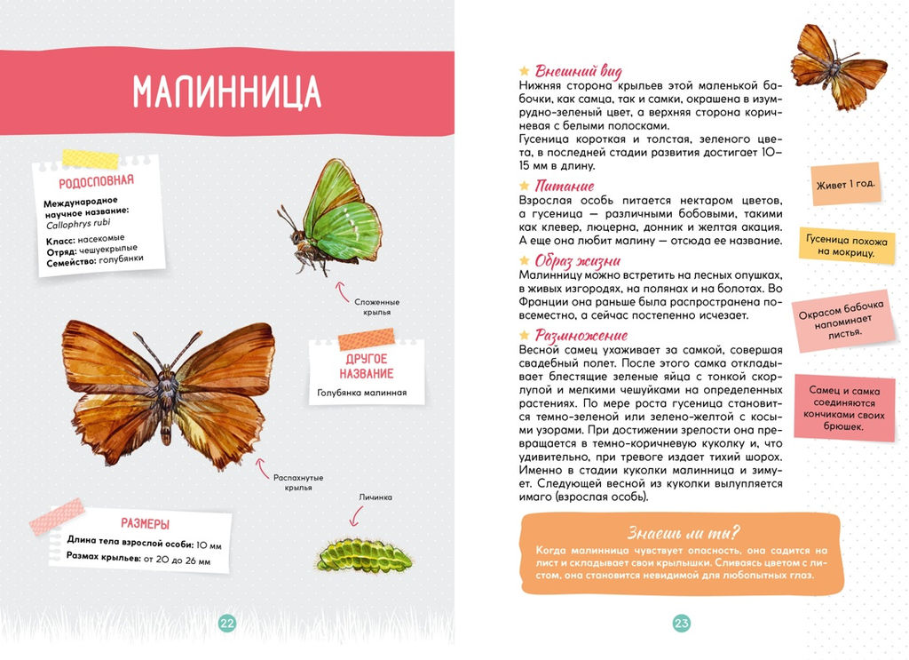 Лесные животные. Жапьо Ксавье - Махаон фото 4