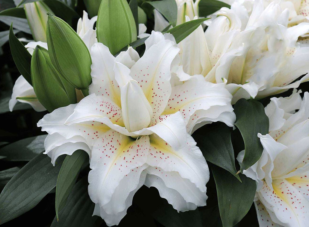 ЛИЛИЯ Роузлили Сита Разбор 12/14 Кол-во упак., шт 5