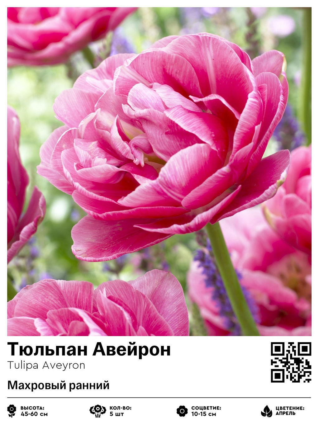 Тюльпан Aveyron (Махровый ранний) - Голландские луковицы фото 2