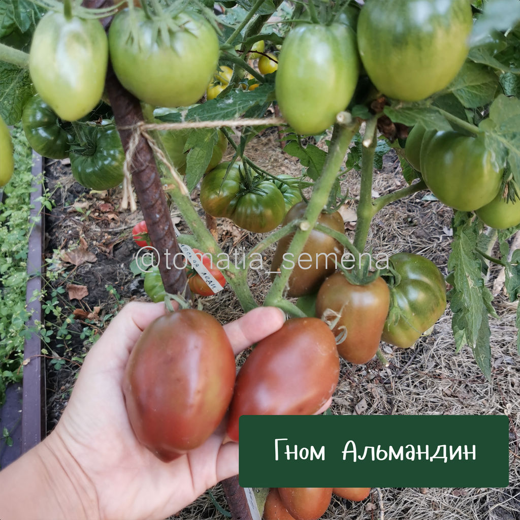 Гном Альмандин - Tomatia фото 3