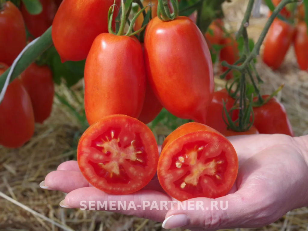 Томат Фестиваль - Партнер фото 7