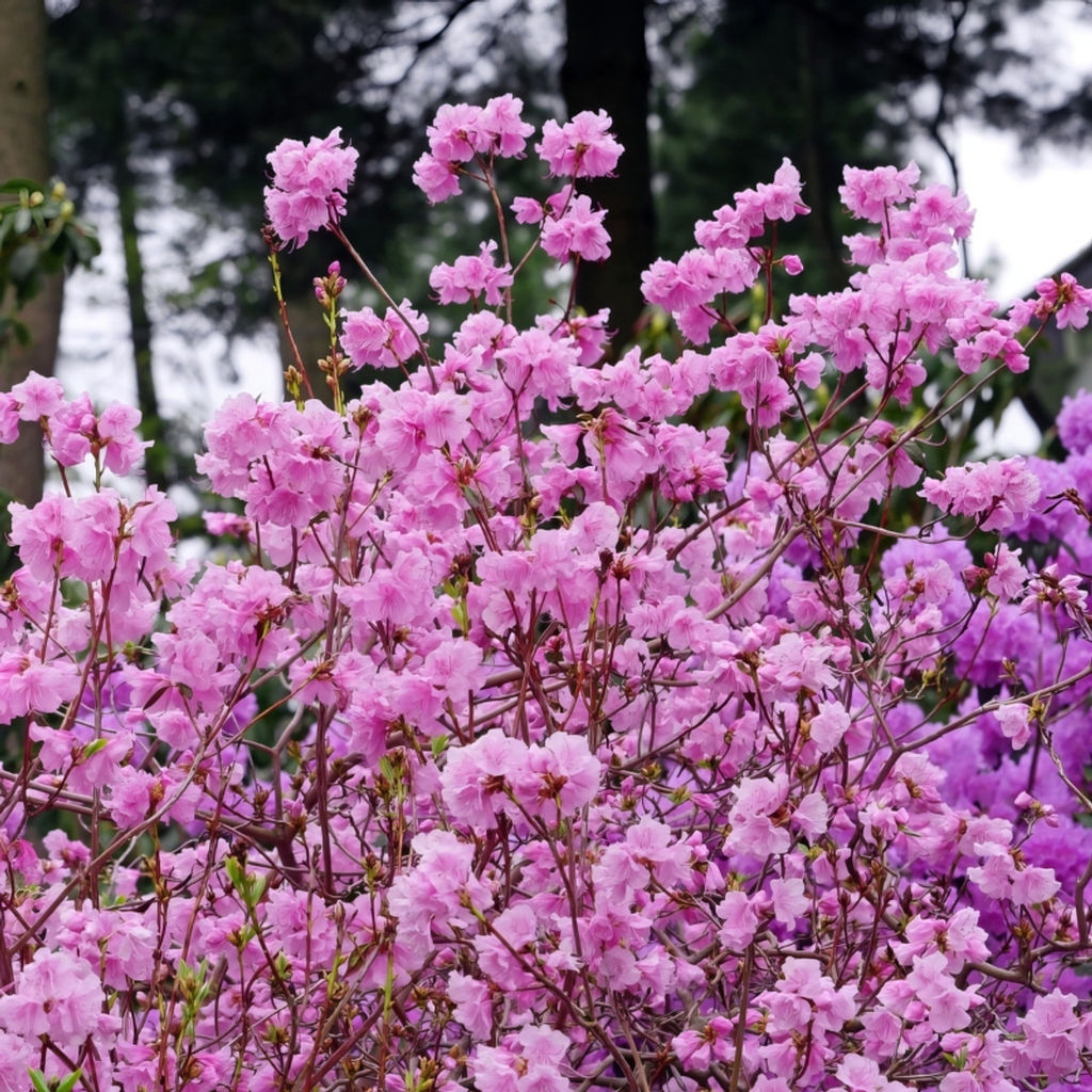 Азалия японская Рододендрон Elsie Lee (Элси Ли) - Голландские луковицы фото 2