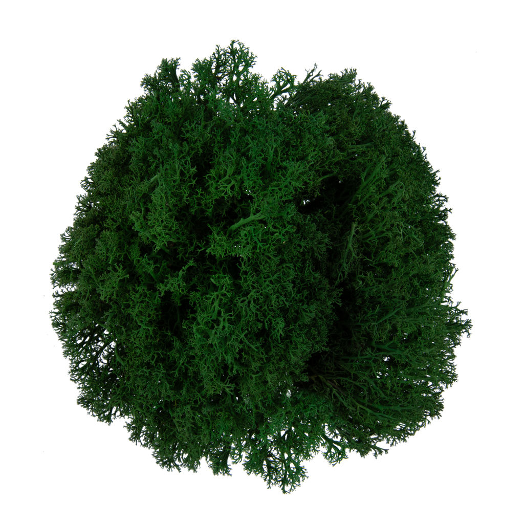 Blumentag BMSP-45 Мох королевский ягель стабилизированный окрашенный 45 г  5 г №01 салатовый  фото 6