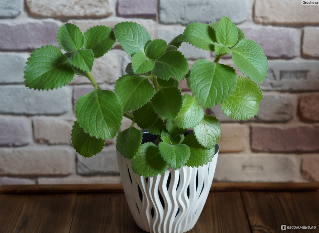 Плектрантус кубинский Орегано (комнатная мята) Приятного чаепития!