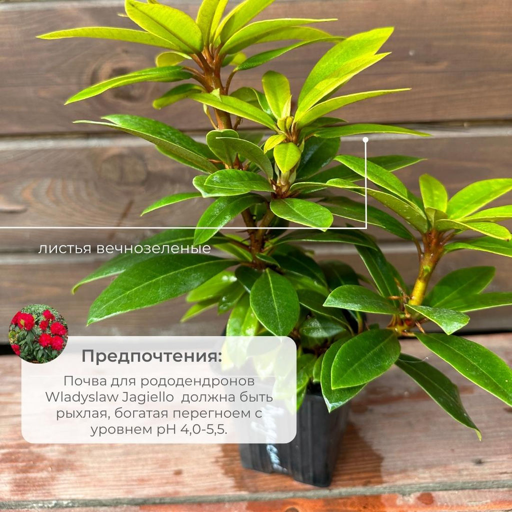 Рододендрон Wladyslaw Jagiello, Royal Red (Владислав Ягелло, Роял Ред) - Долина роз фото 6