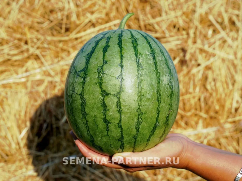 Арбуз Взрыв - Партнер фото 2