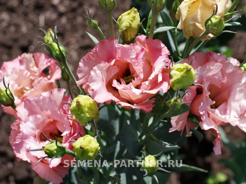 Эустома бахромчатая лососевая Сеньорита Марта - Партнер фото 6