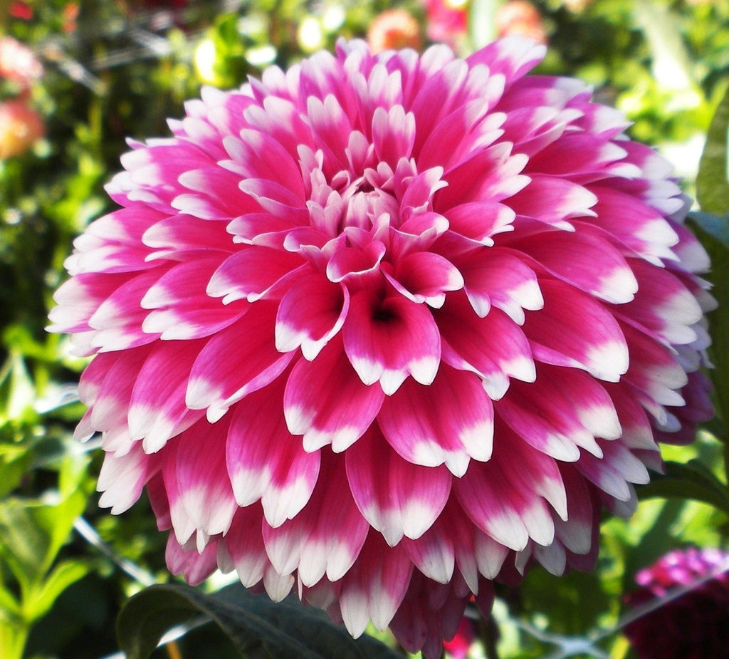 ГЕОРГИНА Фуззи Вуззи Разбор I Кол-во упак., шт 1