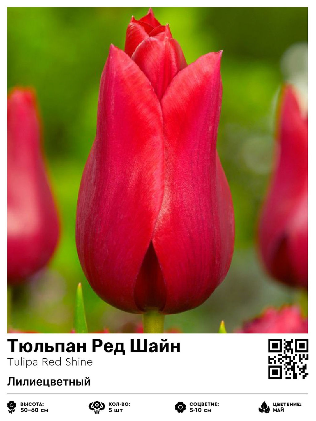 Тюльпан Red Shine (Лилиецветный) - Голландские луковицы фото 3