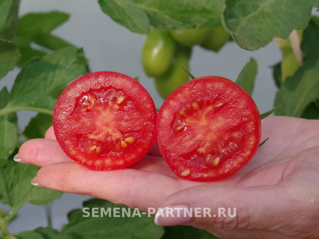 Томат Костик - Партнер фото 8