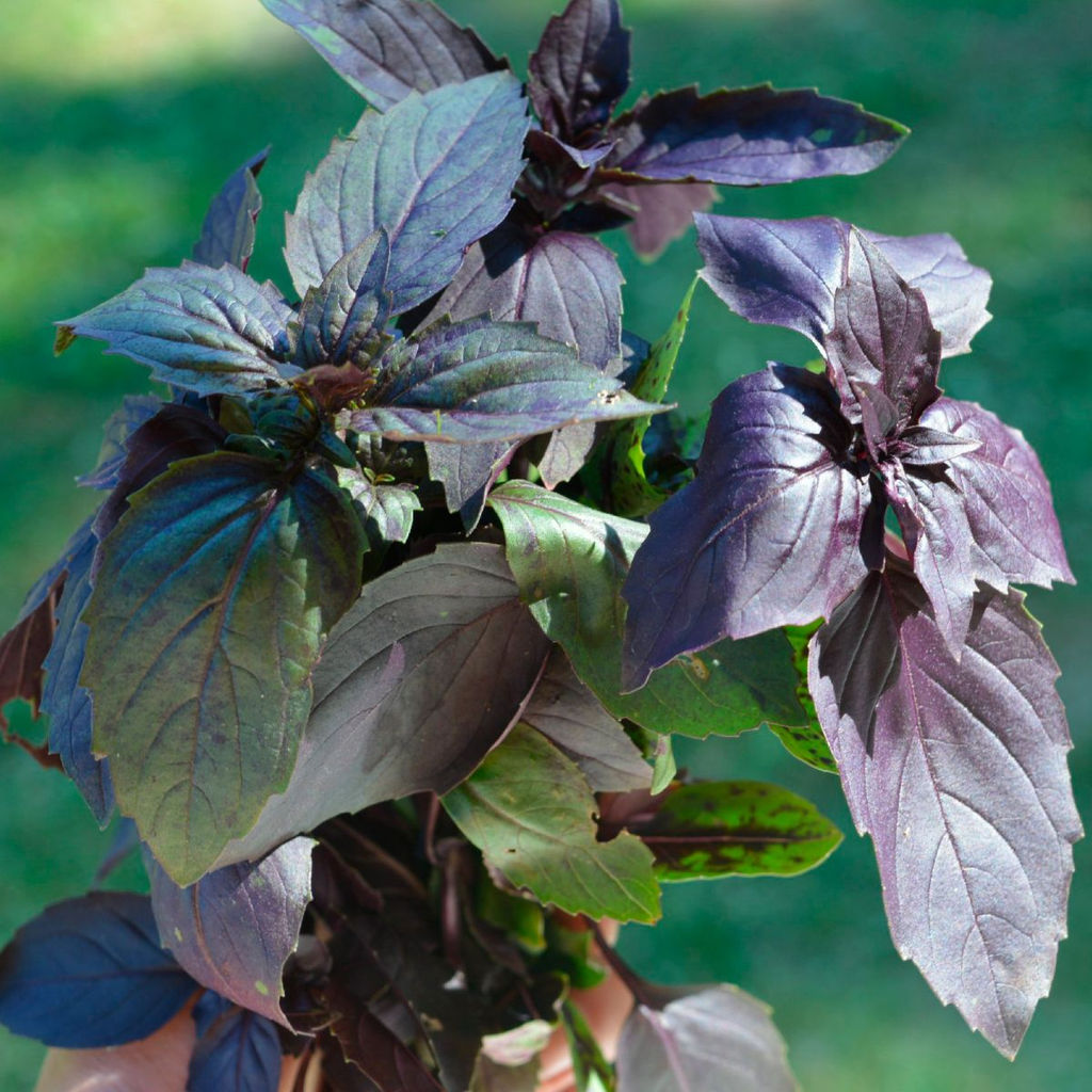 Базилик АРОМАТНЫЙ ГУЛЯШ  Пряный, густой аромат идеален для мясных блюд, особенно гуляша! Подходит для сушки, заморозки и при консервировании!