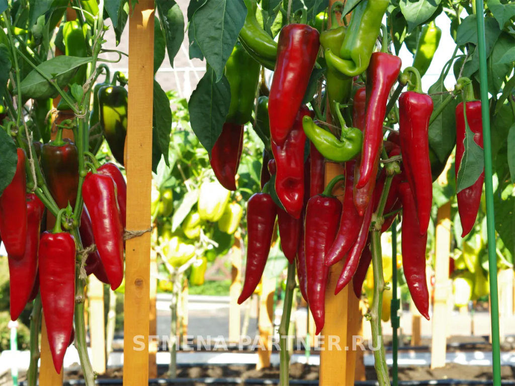Перец сладкий Самандер - Партнер фото 2