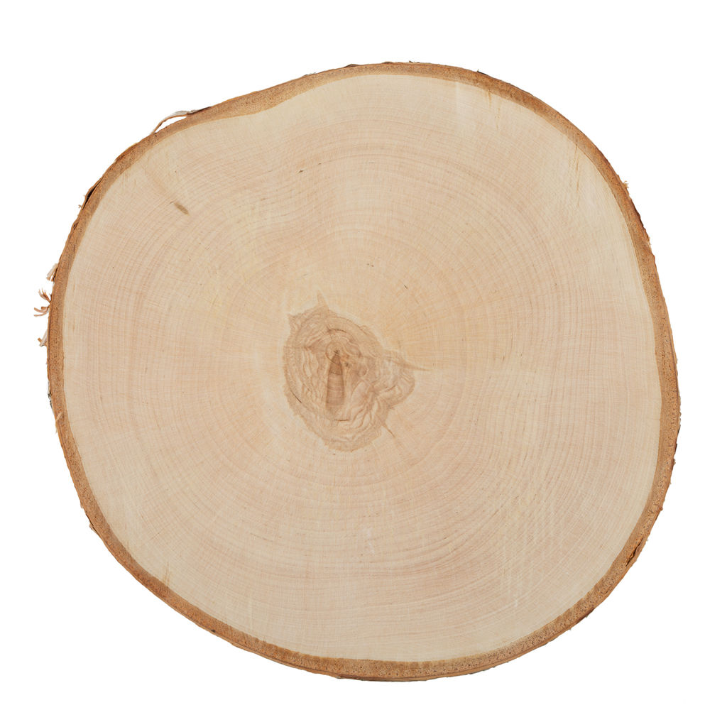 Blumentag СРЕЗ-26 срез дерева d. 20 см 3 1 шт. береза