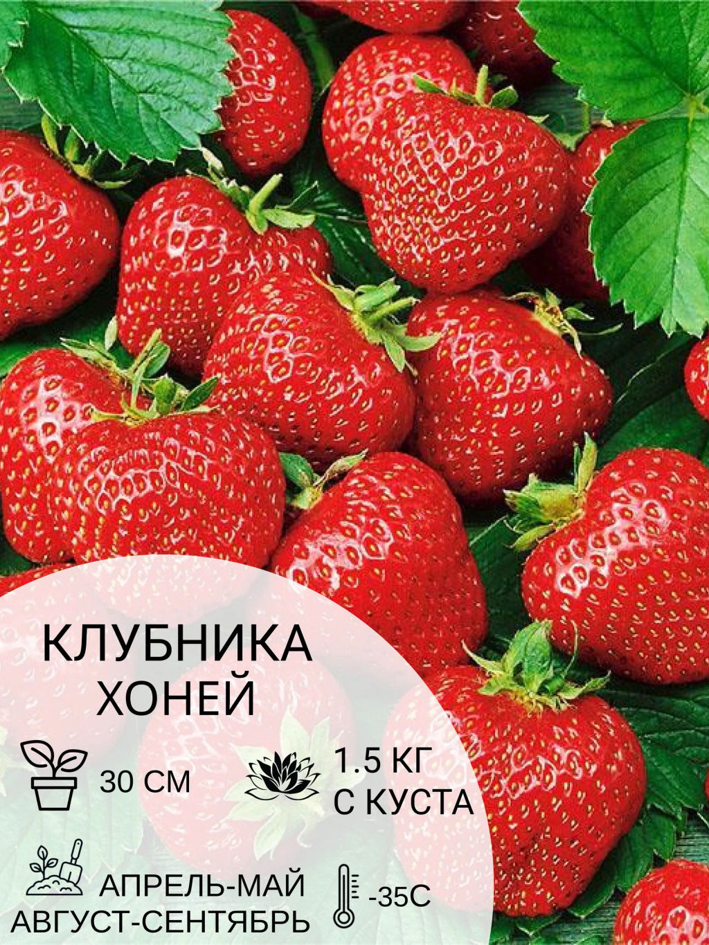 Клубника Хоней