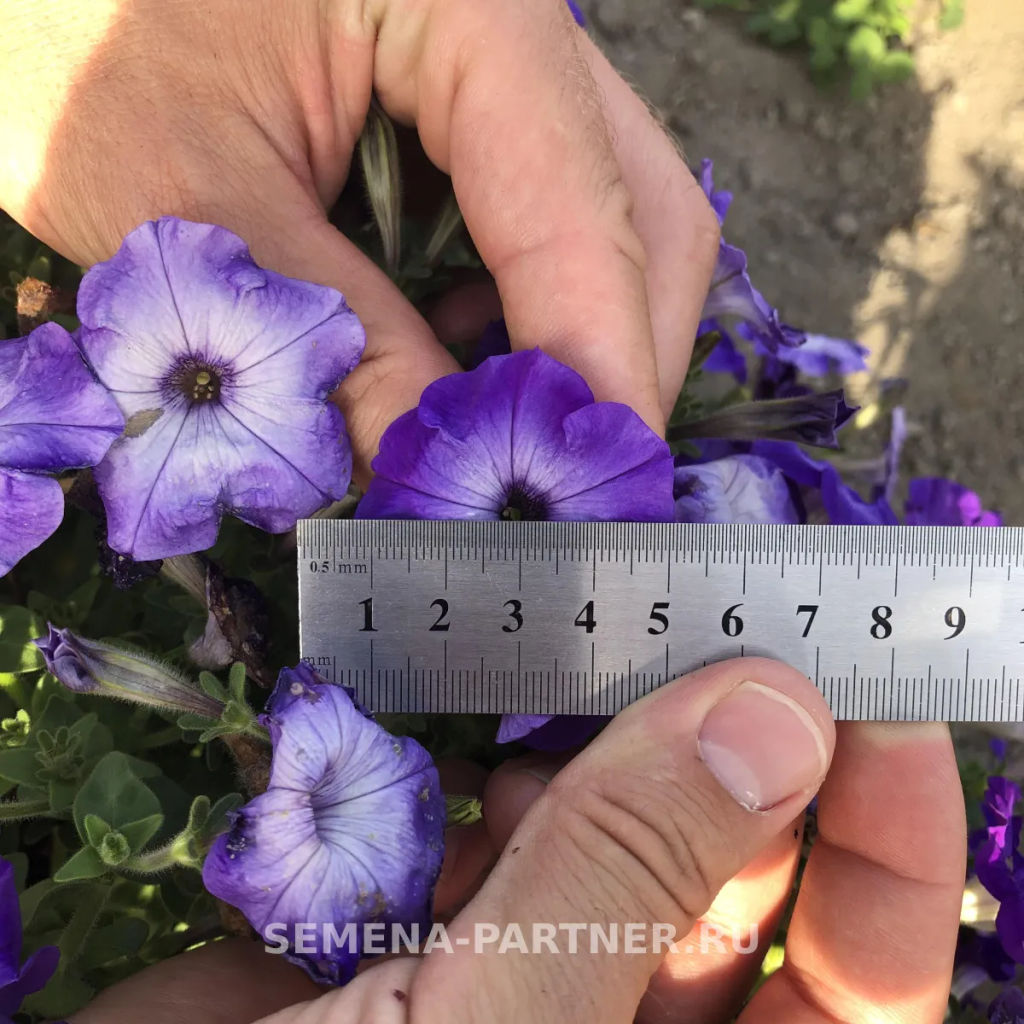 Петуния Итальянка Коломбина каскадная голубая - Партнер фото 6